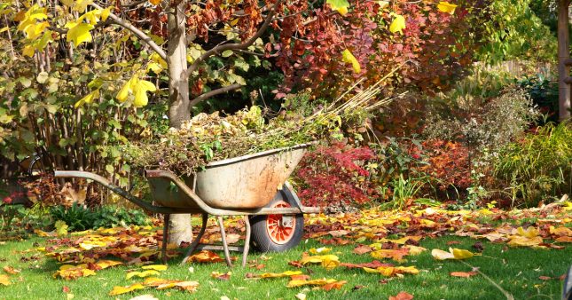 L’automne, la saison idéale pour un jardin prospère