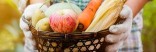 Cuisinez les fruits et légumes de saison en octobre : le panier AMAP