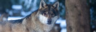 Des loups dans la nature après les crues des Alpes-Maritimes