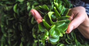 Bouture d'automne : le marcottage des plantes d'intérieur, simple et efficace !