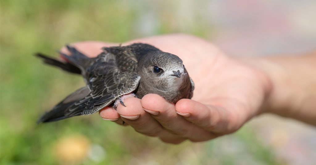 Dans la famille biodiversité ordinaire, protégeons le martinet noir