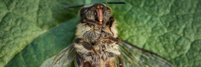 néonicotinoides abeilles