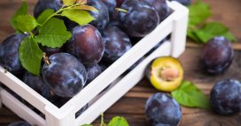 Comment faire germer un noyau de prune