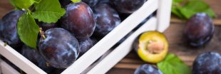Comment faire germer un noyau de prune