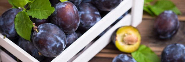 noyau prune du jardin