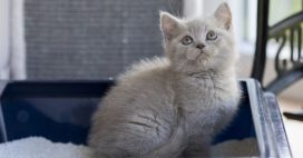 Stop aux mauvaises odeurs de la litière du chat : les meilleures astuces naturelles