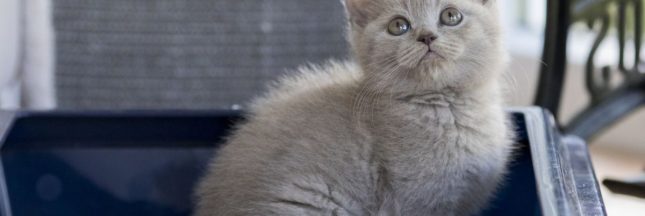 Stop aux mauvaises odeurs de la litière du chat : les meilleures astuces naturelles
