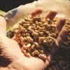 Comment bien choisir ses pellets de bois ? Comment bien choisir ses pellets de bois ?