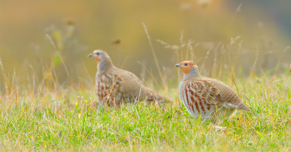 Dans la famille biodiversité ordinaire, protégeons la perdrix grise