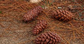 Pommes et aiguilles de pin : 7 usages malins au jardin Pommes et aiguilles de pin : 7 usages malins au jardin