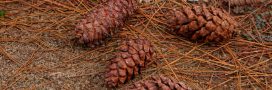 Pommes et aiguilles de pin : 7 usages malins au jardin