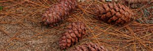 Pommes et aiguilles de pin : 7 usages malins au jardin Pommes et aiguilles de pin : 7 usages malins au jardin