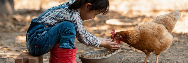 Poulailler à la maison