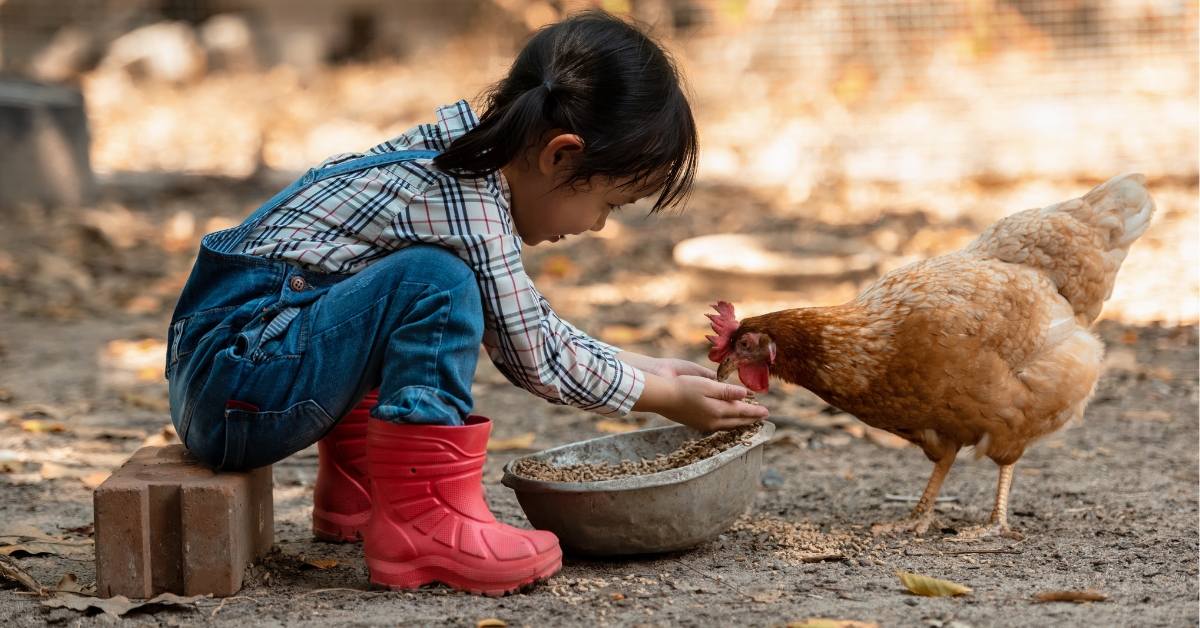 Poulailler à la maison : les normes à respecter Poulailler à la maison : les normes à respecter