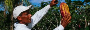 Cacao : des prix en hausse pour mieux rémunérer les producteurs africains