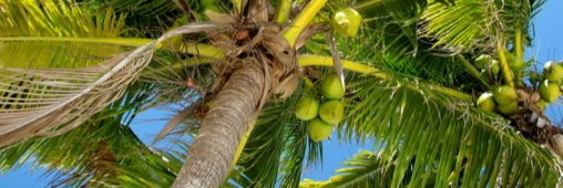 L’engouement pour la noix de coco, un danger pour l’environnement