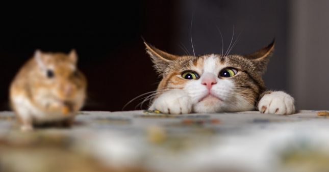 Répulsif Souris : 8 Astuces Naturelles Contre Les Souris Dans La Maison