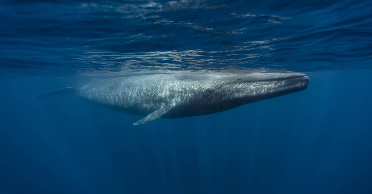 Chant des baleines bleues que disentelles quand elles chantent le jour