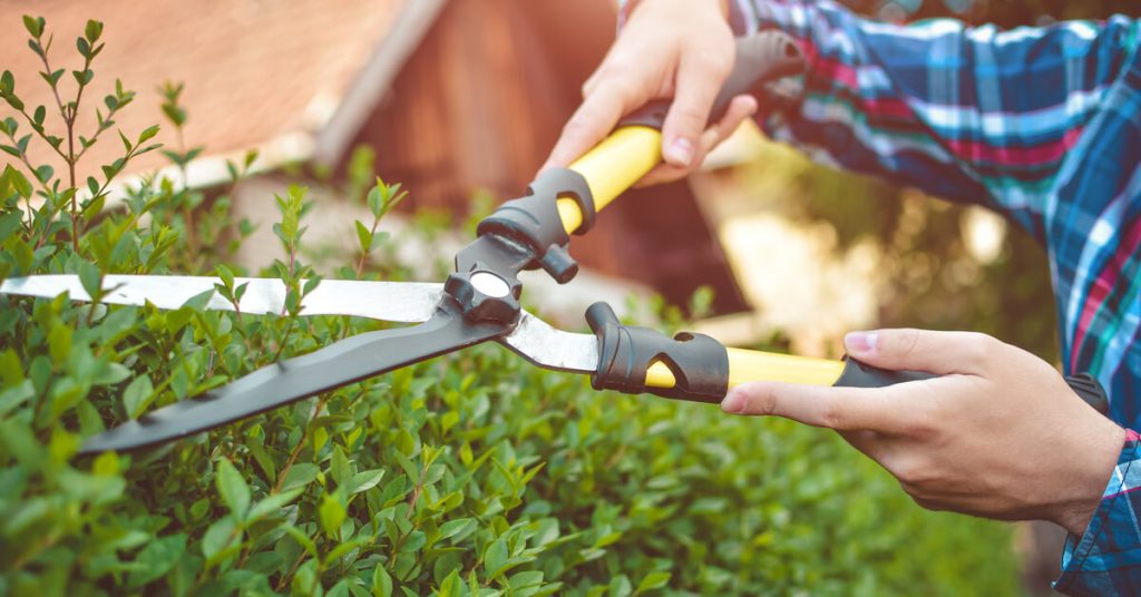 Tailler les haies en automne, indispensable avant l’hiver : ce qu’il ne faut pas oublier