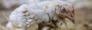 Vidéo choc : Le pire de l'élevage intensif de poulets encore dénoncé par L214