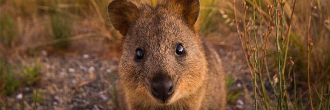 animaux en voie d'extinction