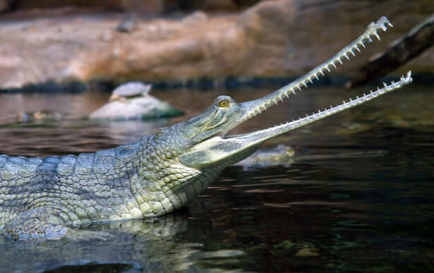 animaux en voie d'extinction