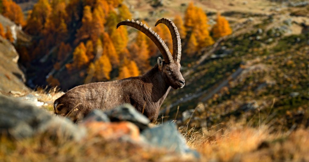 Dans la famille biodiversité ordinaire, protégeons le bouquetin