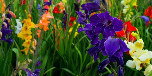 Bulbes d'automne ou de printemps : lesquels planter pour un jardin