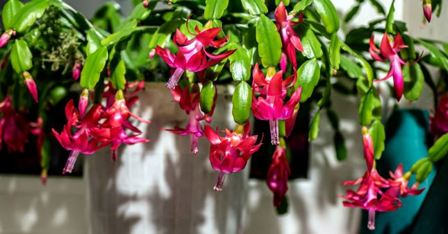 Comment entretenir votre cactus de Nol