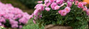 Chrysanthèmes : comment les bouturer et les conserver