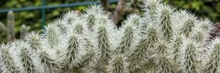 Entretien, culture : comment bichonner les cactus buissons les Cylindropuntia