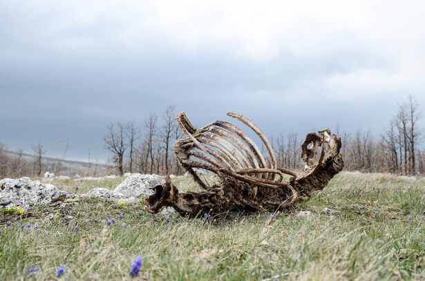 déchets de chasse