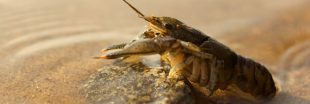 Dans la famille biodiversité ordinaire, protégeons l'écrevisse d'eau douce