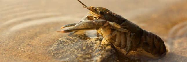 écrevisse eau douce