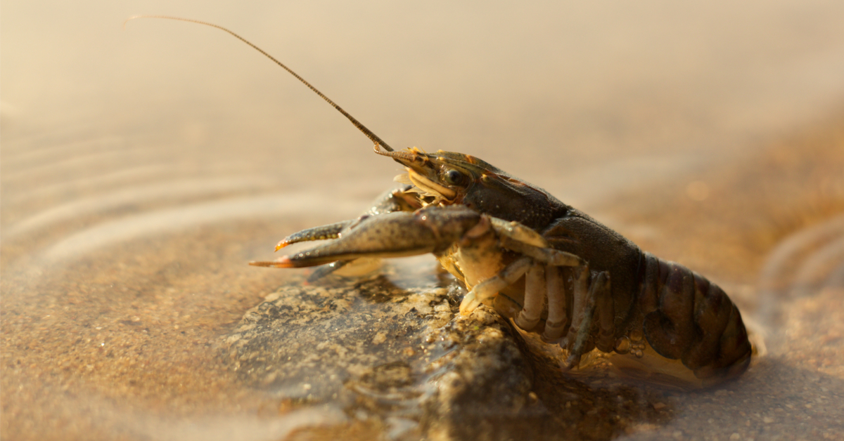 Dans la famille biodiversité ordinaire, protégeons l'écrevisse d'eau douce