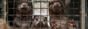 Covid-19 : déjà 1.000 visons abattus en France