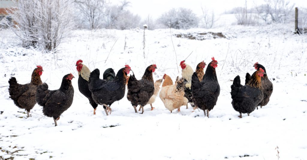 Comment protéger ses poules en hiver ?