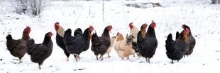 Comment protéger ses poules en hiver ?