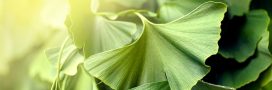 Découvrez les feuilles du Ginkgo, l’arbre de jouvence aux vertus exceptionnelles