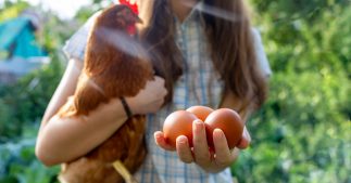 Lait et oeufs : des éleveurs français contraint d'arrêter le bio