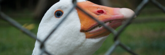 Foie gras et gavage : L214 porte plainte contre l'État