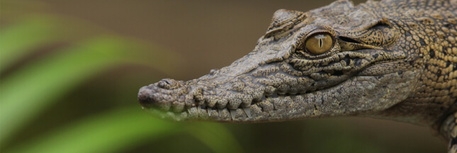 Hermès pour l’élevage intensif des crocodiles en Australie