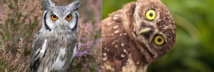 12 animaux que l'on confond régulièrement 12 animaux que l'on confond régulièrement