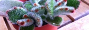Plante d'intérieur : en novembre, bouturer le Kalanchoe beharensis