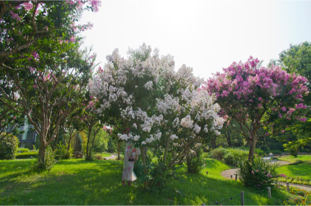 À la découverte du lilas des Indes : plantation, entretien et le reste !