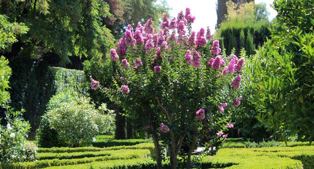 lilas des Indes