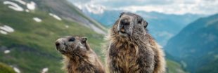 Des marmottes 'enterrées vivantes' sous une nouvelle piste de ski