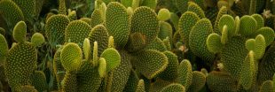 Entretien, culture : comment bichonner les cactus raquettes 'Opuntia'