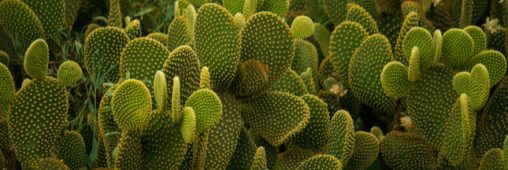 Entretien, culture : comment bichonner les cactus raquettes ‘Opuntia’