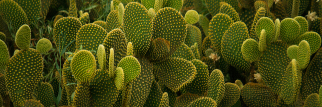 opuntia